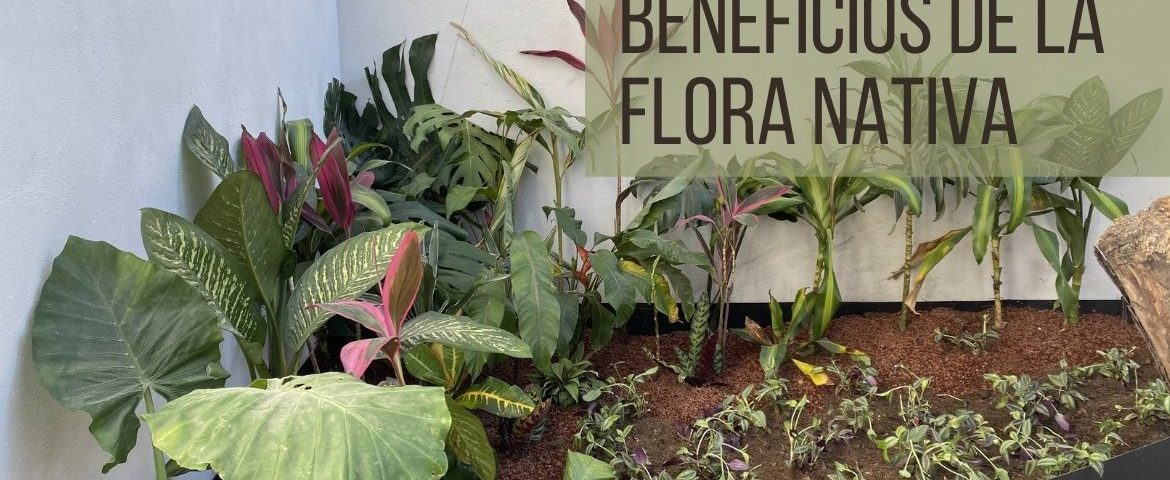 beneficios de la flora nativa en proyectos de paisajismo